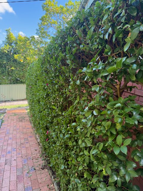 Hedge trimmed clean along a brick path