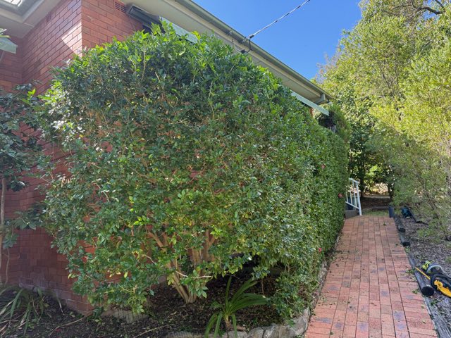 Hedges shaped against the house