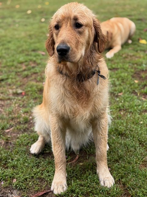 Golden retriever sitting on a freshly cut lawn